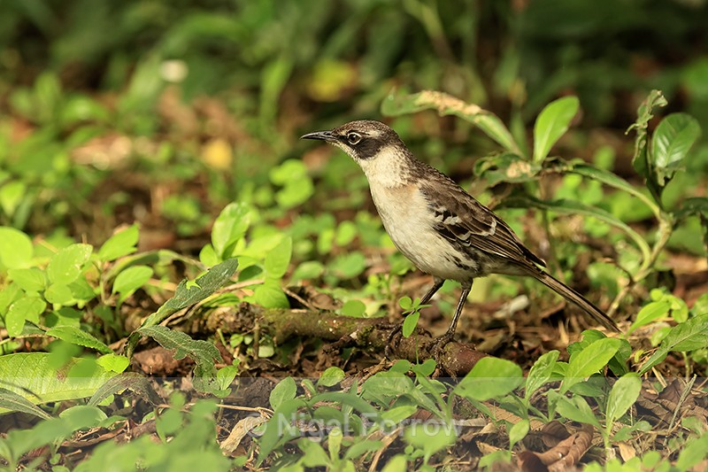 Galapagos Mockingbird, El Chato Ranch, Santa Cruz, Galapagos - Galapagos Mockingbird