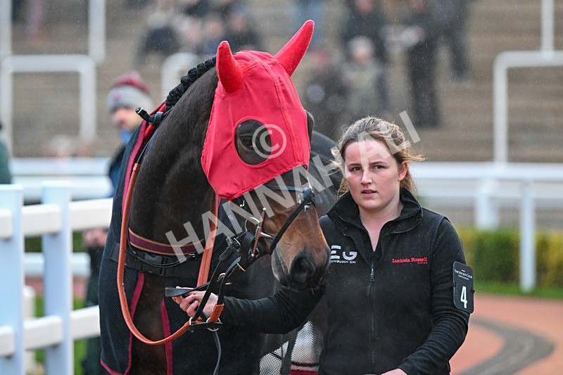 161124-Race 7-Paddock-Hay Meadow-1727 - Race 7