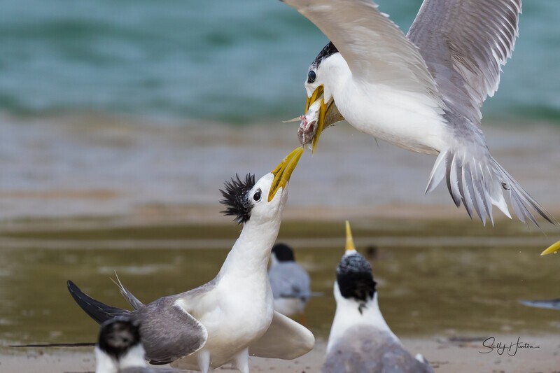 Fish Fight 4 - Crested Terns