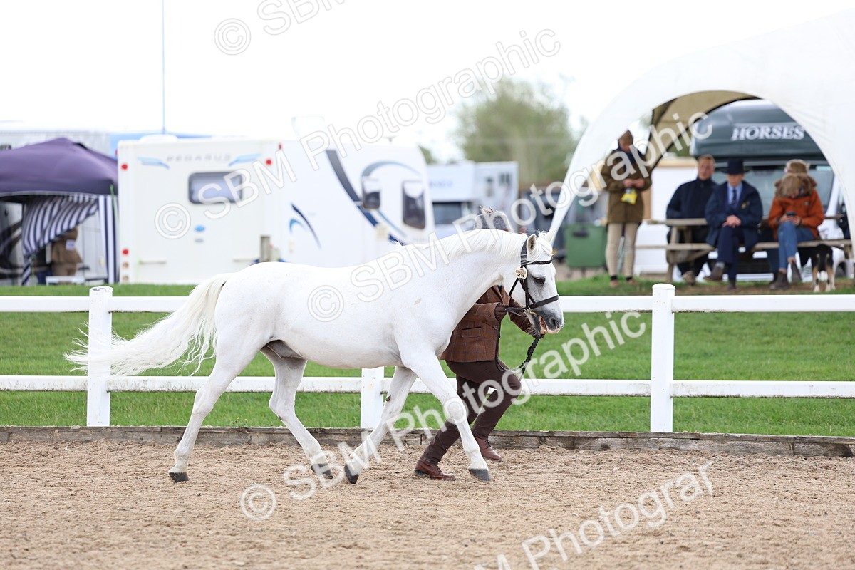 SBM_05014 - Class 27 - IH Competition Horse or Pony