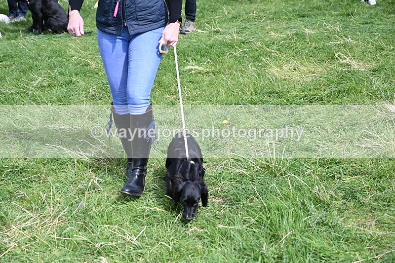 WJ6_9057 - Class 8 Best Working / Gun Dog or Bitch