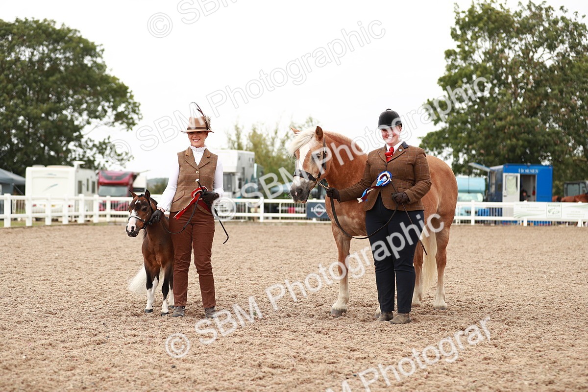 SBM_11920 - Class 206 IH Non Show Type Pony