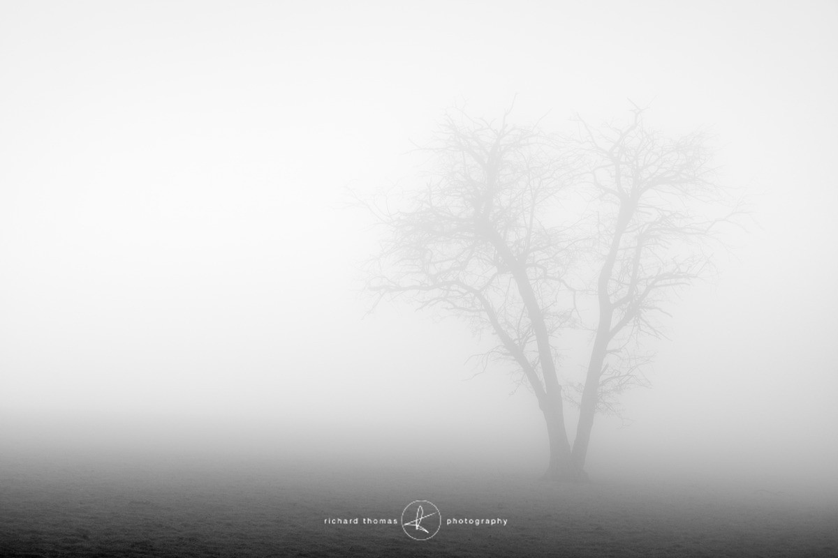 Treloar - Mono Mist Trees