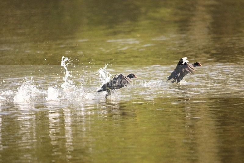Coots - Animals and Birds