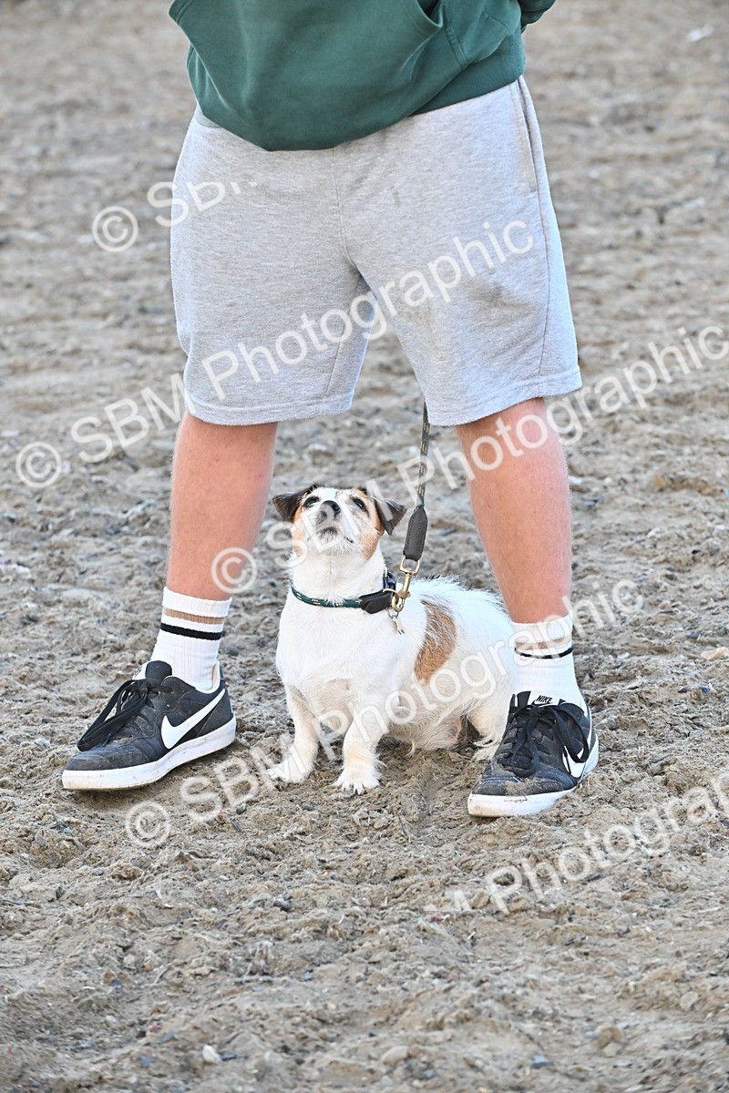 SBM_09576 - Lorry Dogs