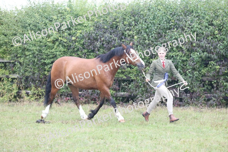 20250831-3079 - Inhand Championship