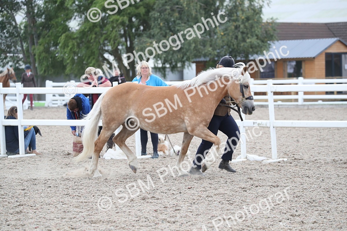SBM_17926 - Class 317 IH Pure bred Horse/Pony