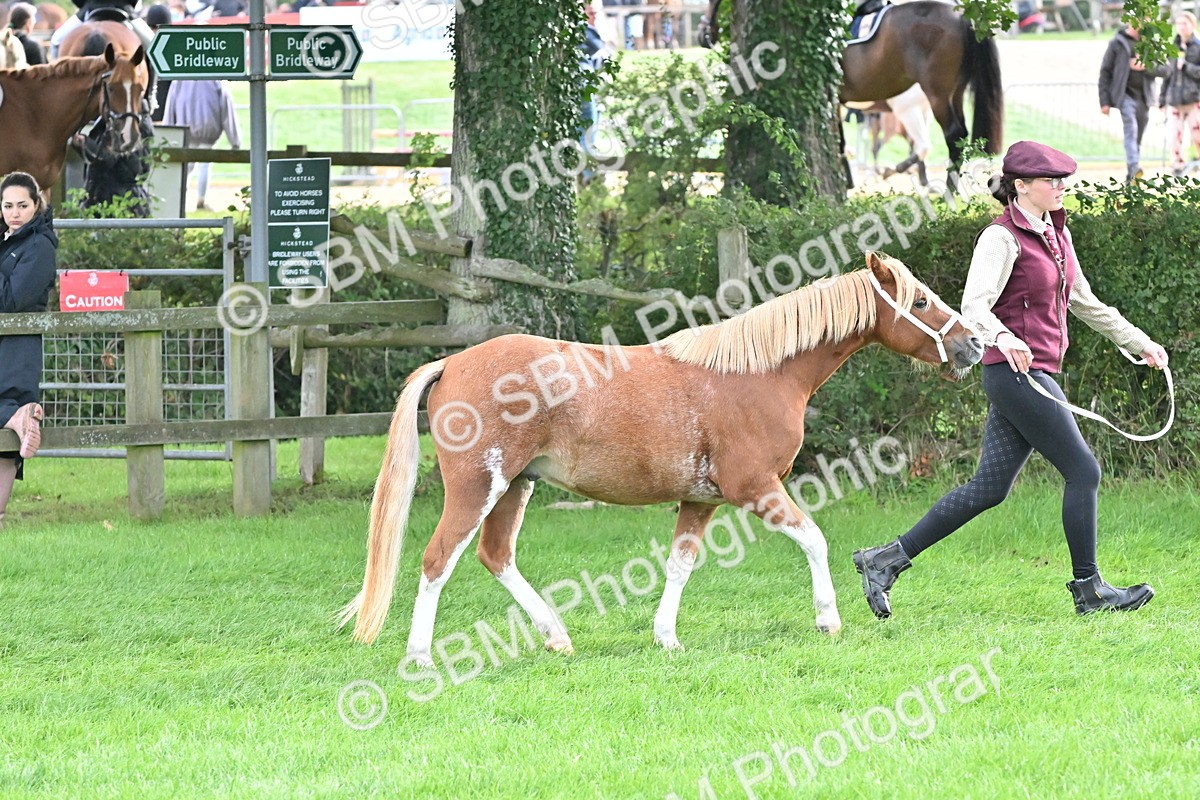 SBM_56929 - S45 - Coloured Pony In Hand