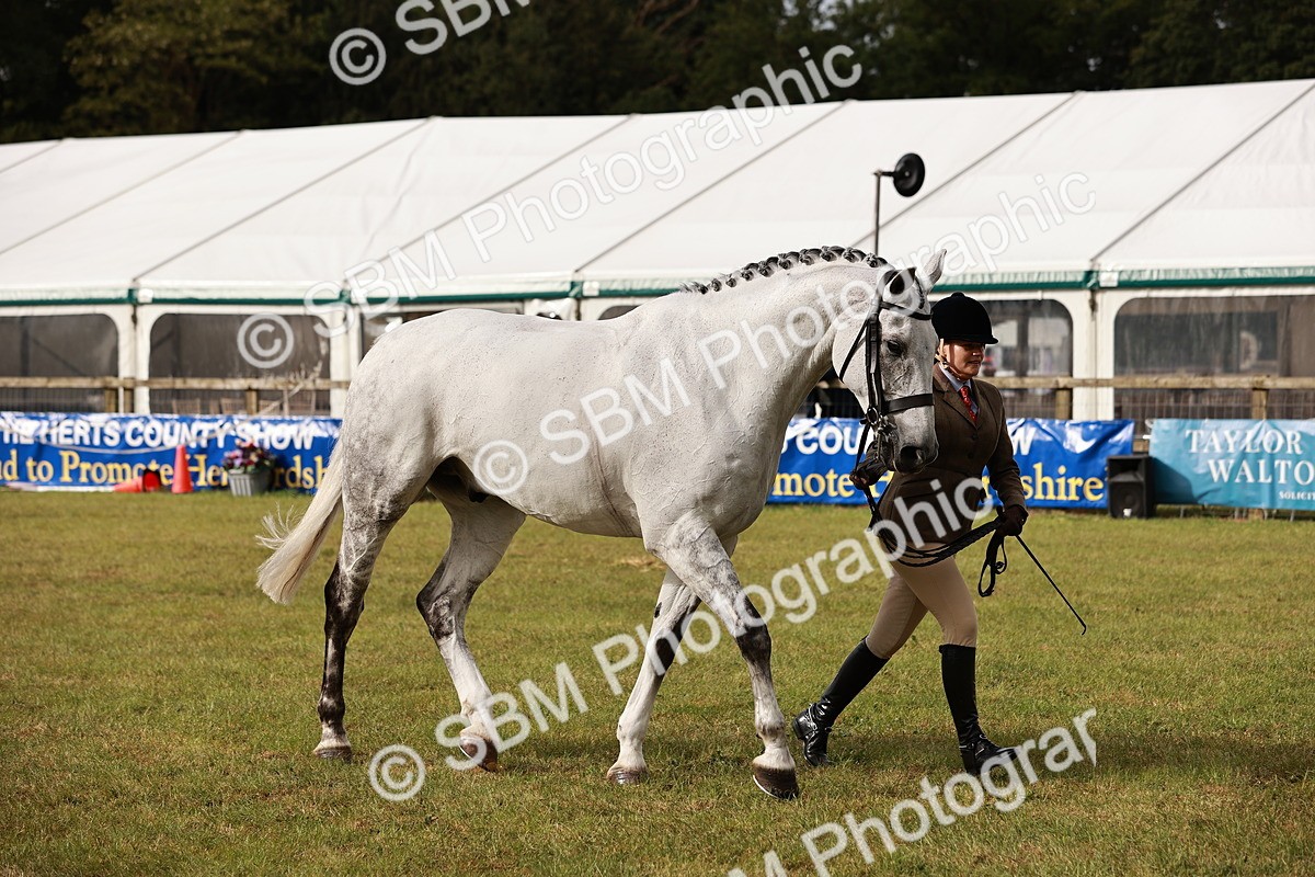 SBM_10879 - Class 81-84 - RIHS Ridden hunters Inc Ladies Hunter