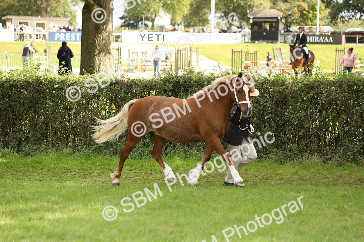 SBM_65378 - S47 - Mountain & Moorland In Hand Large Breeds