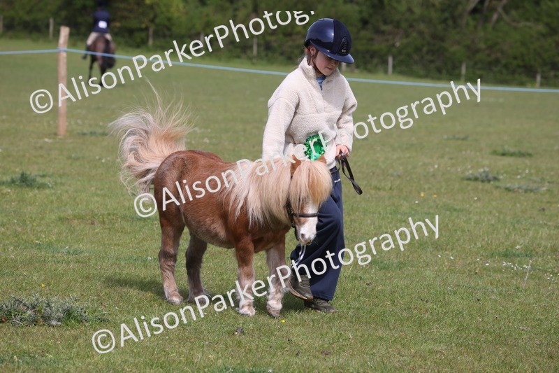 20260426-3247 - Class 26 - Shetland Ponies and Minitures