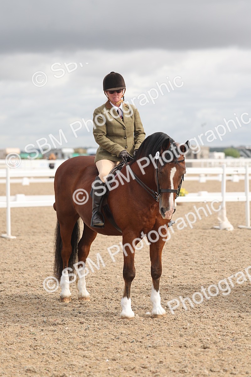 SBM_04432 - Class 18 - Handsomest Gelding (IH or Ridden)