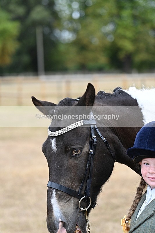 WJ7_9707 - Class 5 Most Handsome Gelding (up to 14.2hh)