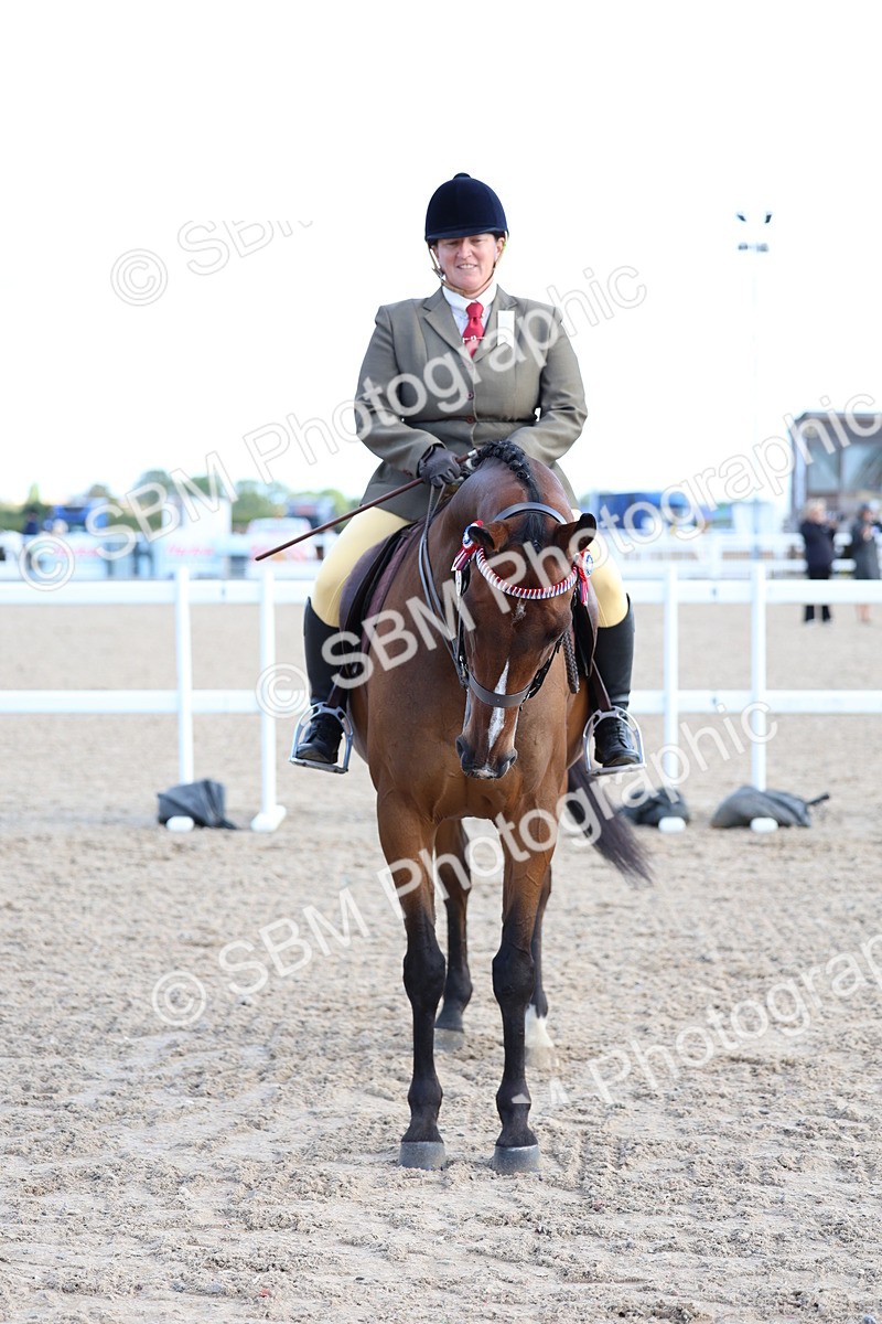 SBM_09133 - Class 303 - Ridden Pure Bred Horse Pony