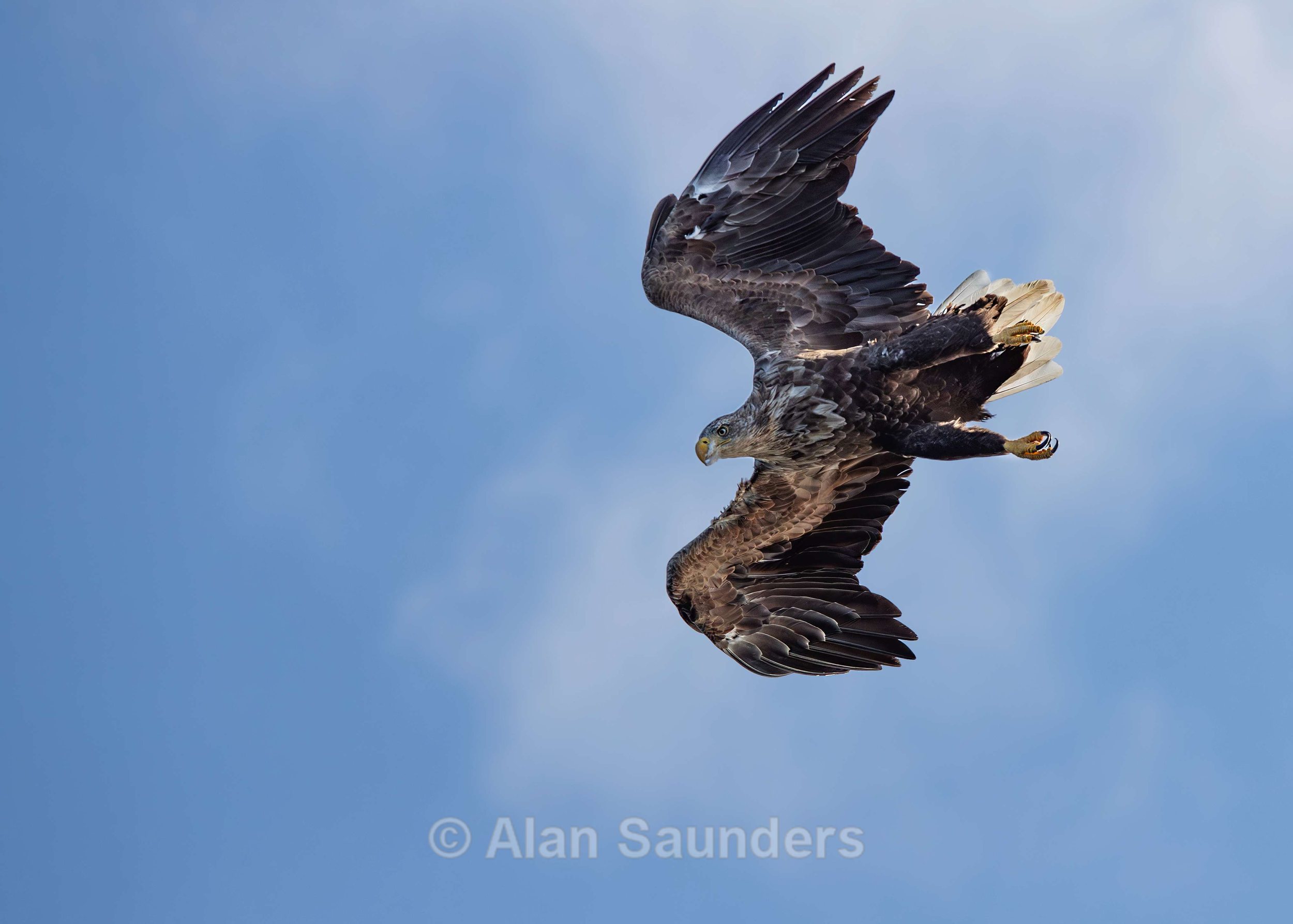 White Tailed Eagle 60