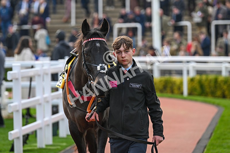 161124-Race 1-Paddock-Continuance-9008 - Race 1