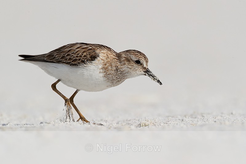 Close view of Least Sandpiper, Fort De Soto Park, Florida - Least Sandpiper