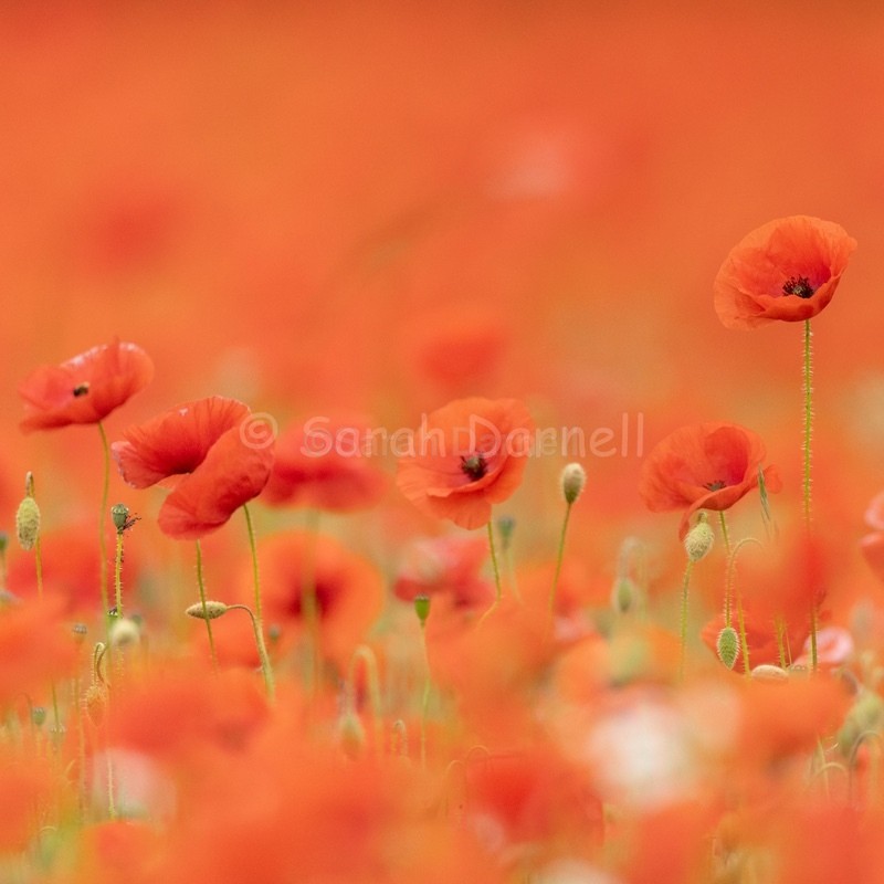 Poppy Haze SD2576 - Greeting Cards