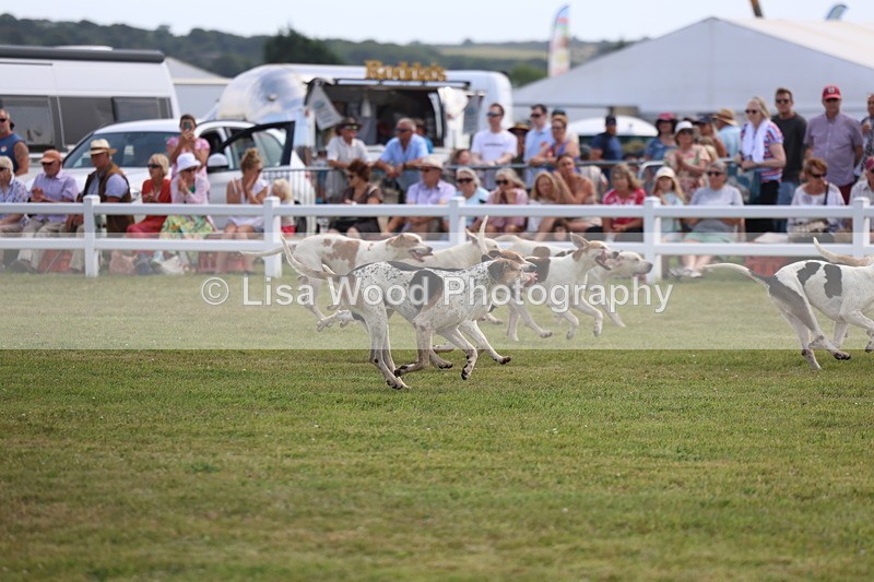 3E7A0235 - Parade of Hounds