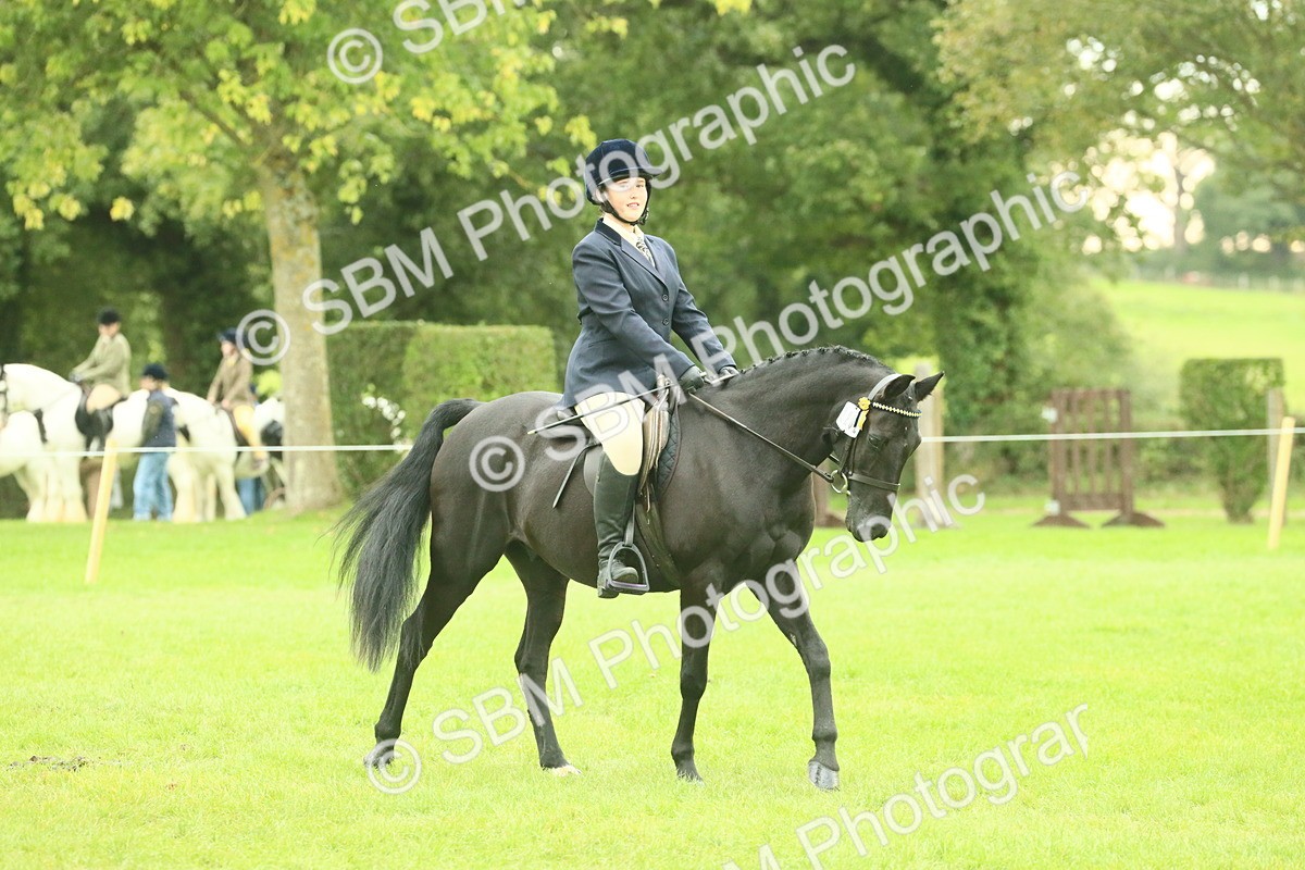 SBM_73911 - S 61 - Show Pony & Show Hunter Pony Ridden