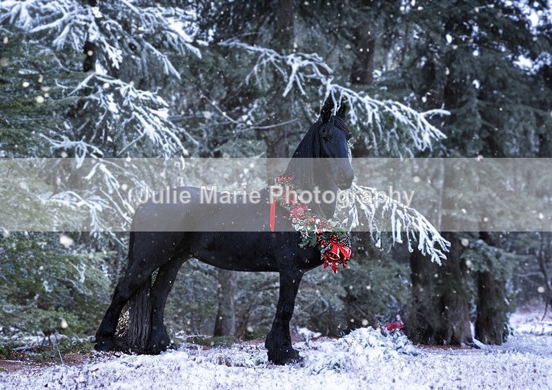 snow1 - Equine Photography