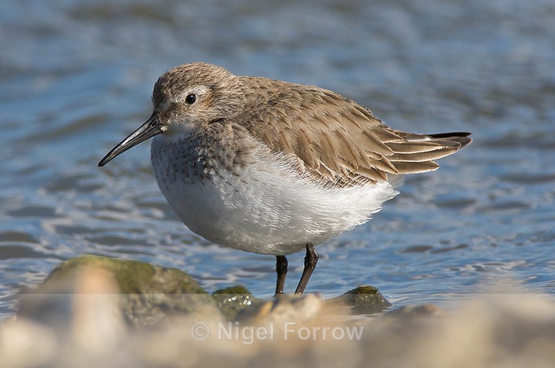 Dunlin (non-breeding plumage) on Brownsea Island - Dunlin