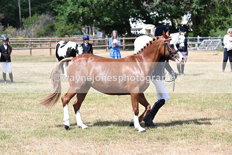 WJ7_1579 - Class 4 Prettiest Mare up to 14.2hh in hand