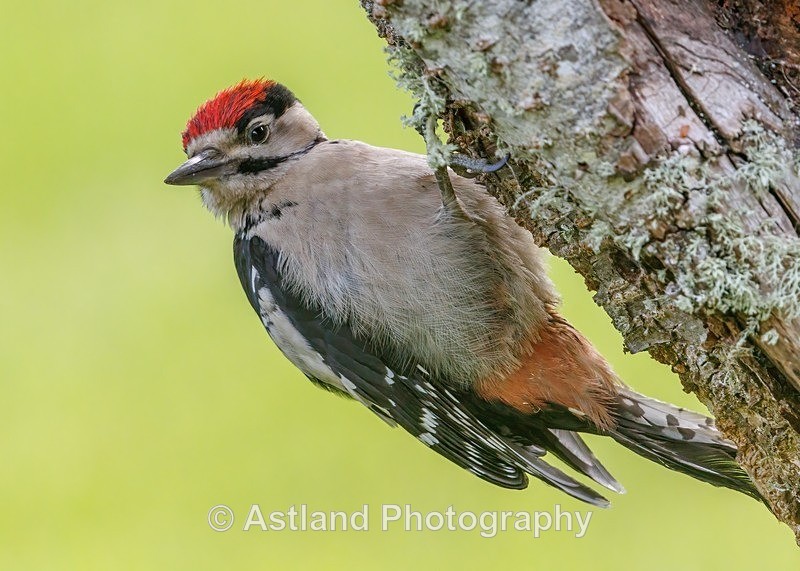 Great Spotted Woodpecker - Latest Images