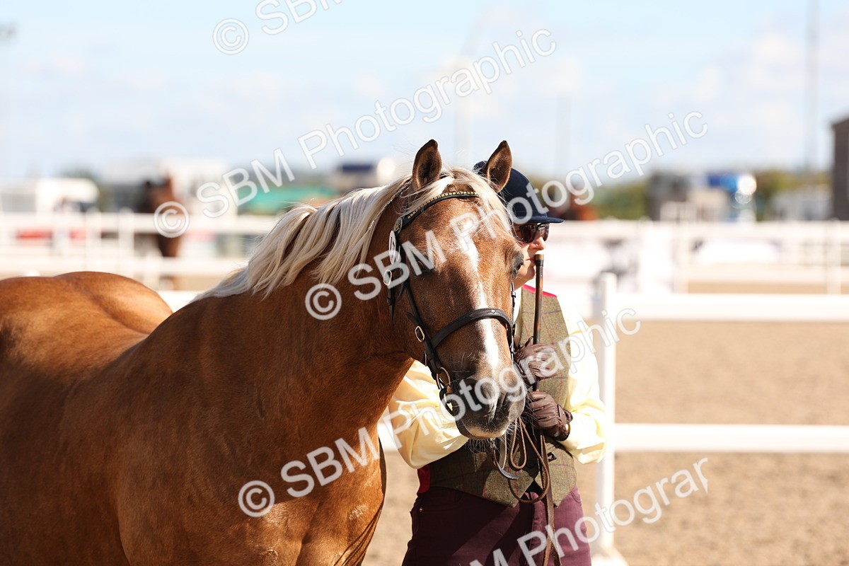 SBM_13941 - Class 205 - IH Show Pony - Show Hunter Pony