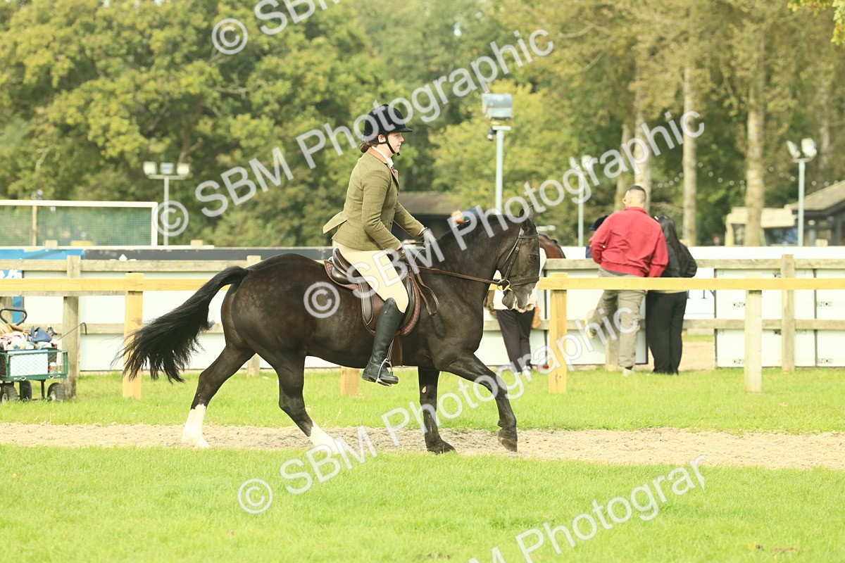 SBM_68217 - S58 - Mini Show Cob Ridden