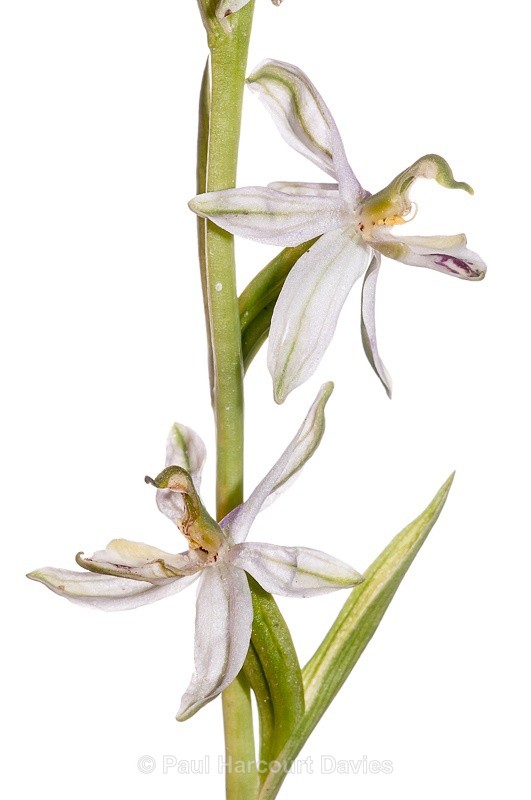  - WB: Orchids - Ophrys