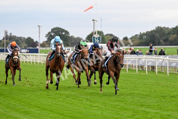 101025-Race 4-Thaluna-0303 - Race 4 William Hill Best Odds Guaranteed EBF Novice Stakes at York