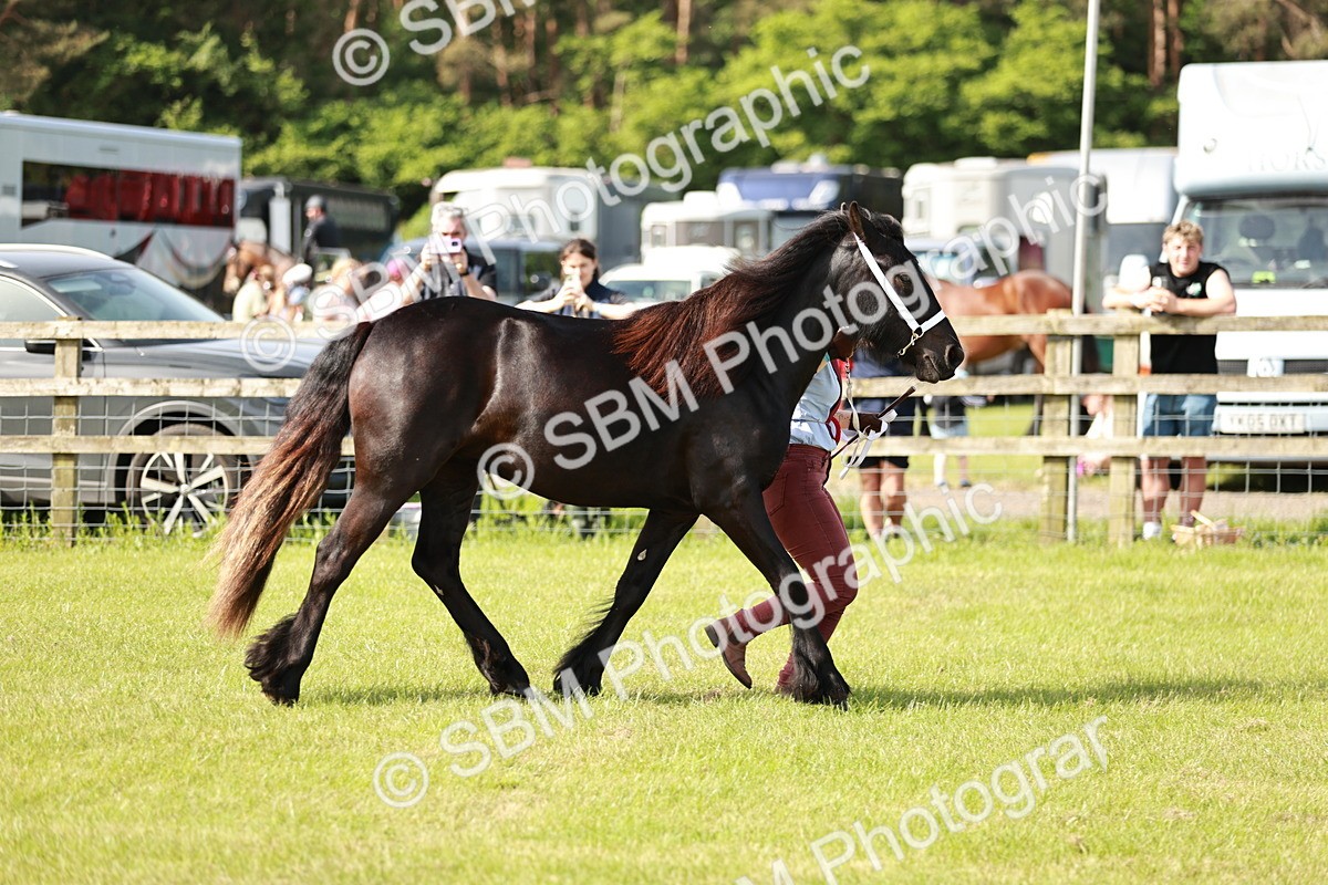 SBM_00891 - Class 14-23 - Mountain & Moorland In Hand Non Welsh