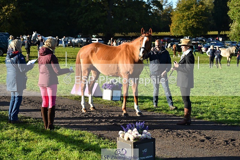 231022-093042-21841 - 607-RICO.III-Alison.Stewart-TrotUp+SJ