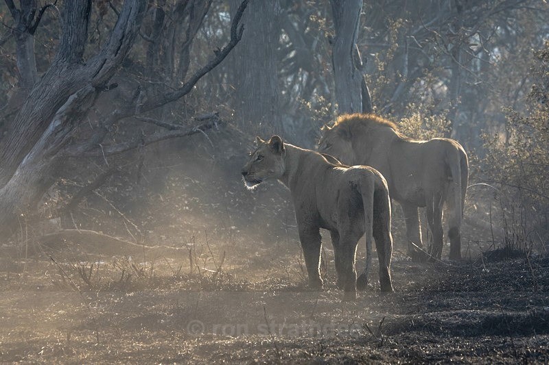 After the Fire - Botswana Wildlife
