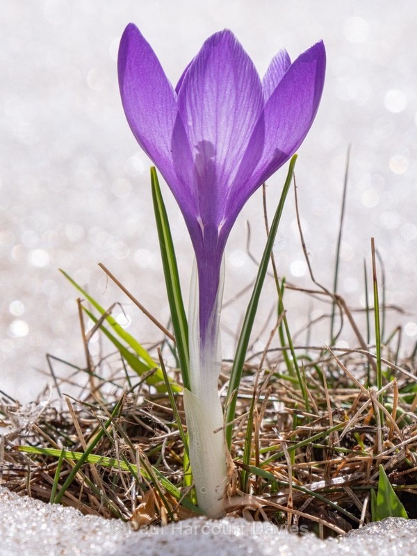 Neapolitan Crocus (Crocus neapolitanus) formerly Crocus vernus - Wild Flowers - 2