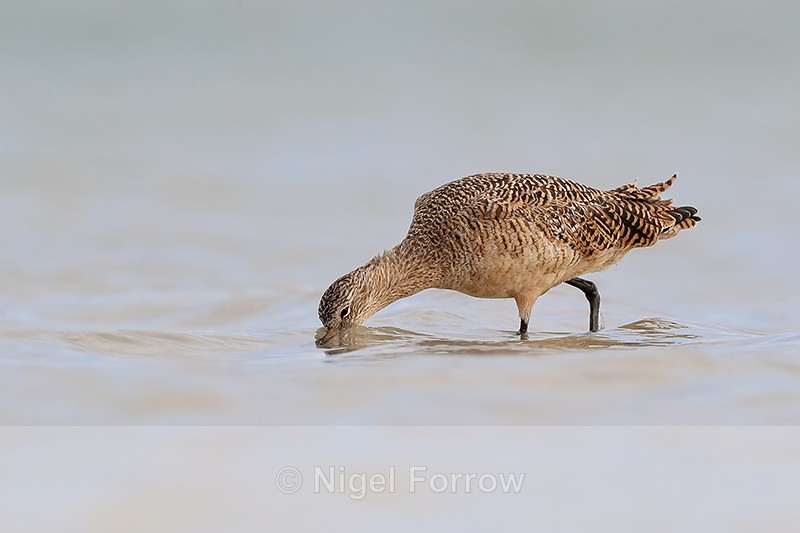 Marbled Godwit probing for food in lagoon, Fort De Soto Park, Florida - Marbled Godwit