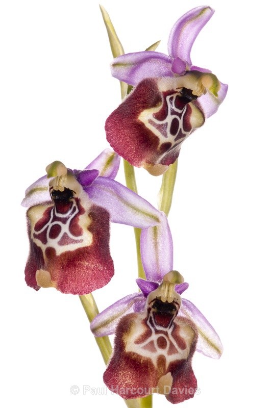  - WB: Orchids - Ophrys