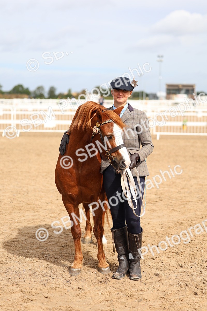 SBM_01871 - Class 18 - Handsomest Gelding - IH or Ridden