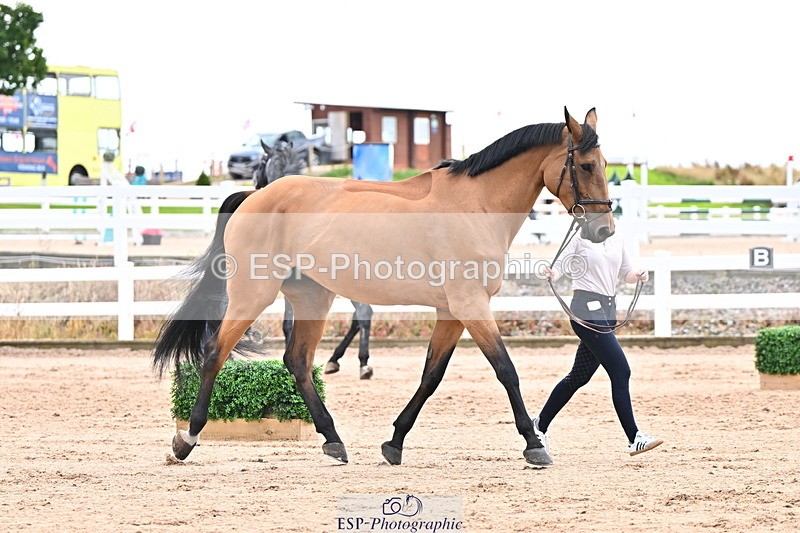 240718A-105327-02024 - Trot Up 2pm to 3pm - This folder is not in time order