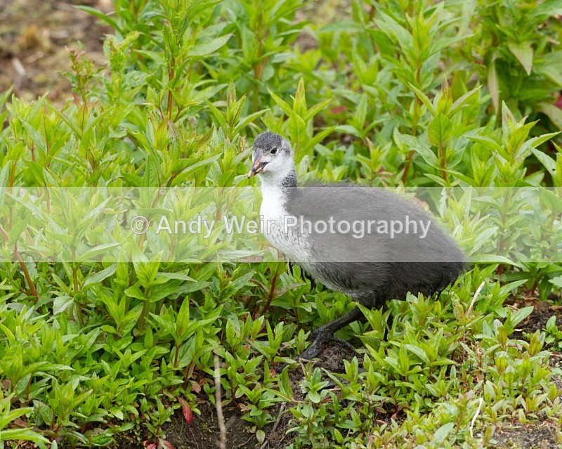 20110528-IMG_5421 - Rails & Coots