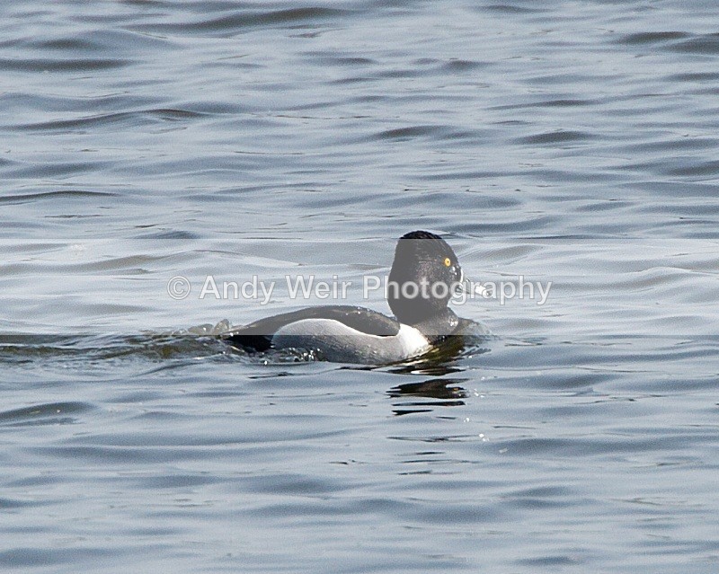 20110422-IMG_4585-153 - Ring-necked Duck