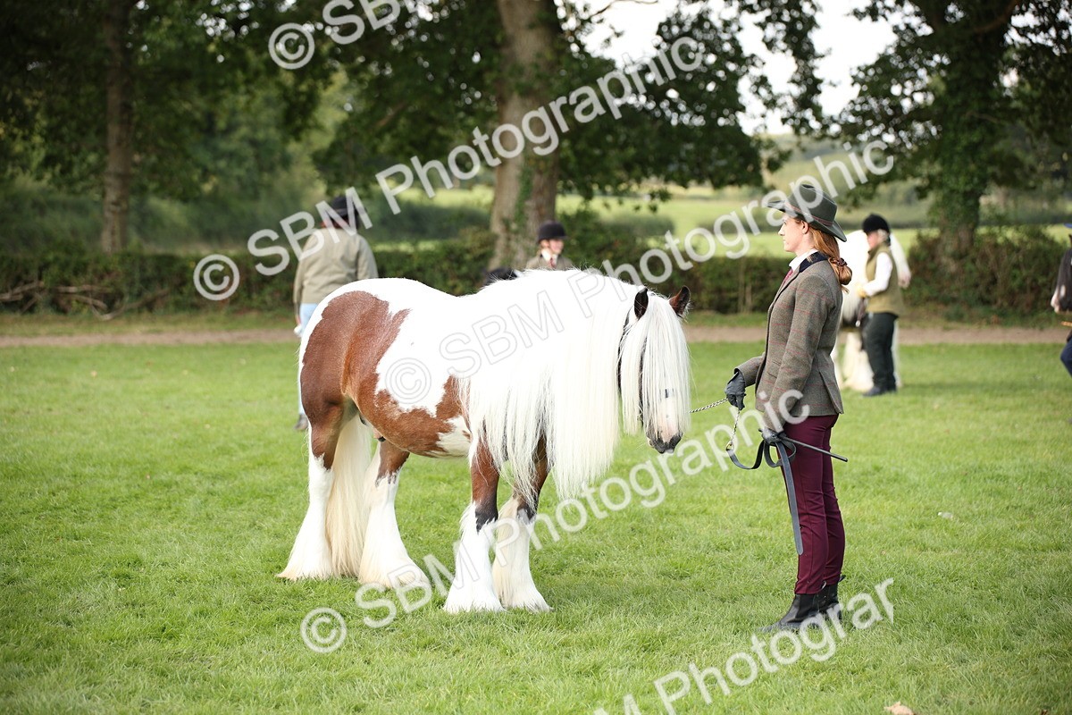 SBM_62279 - S55 - Traditional Cob In Hand