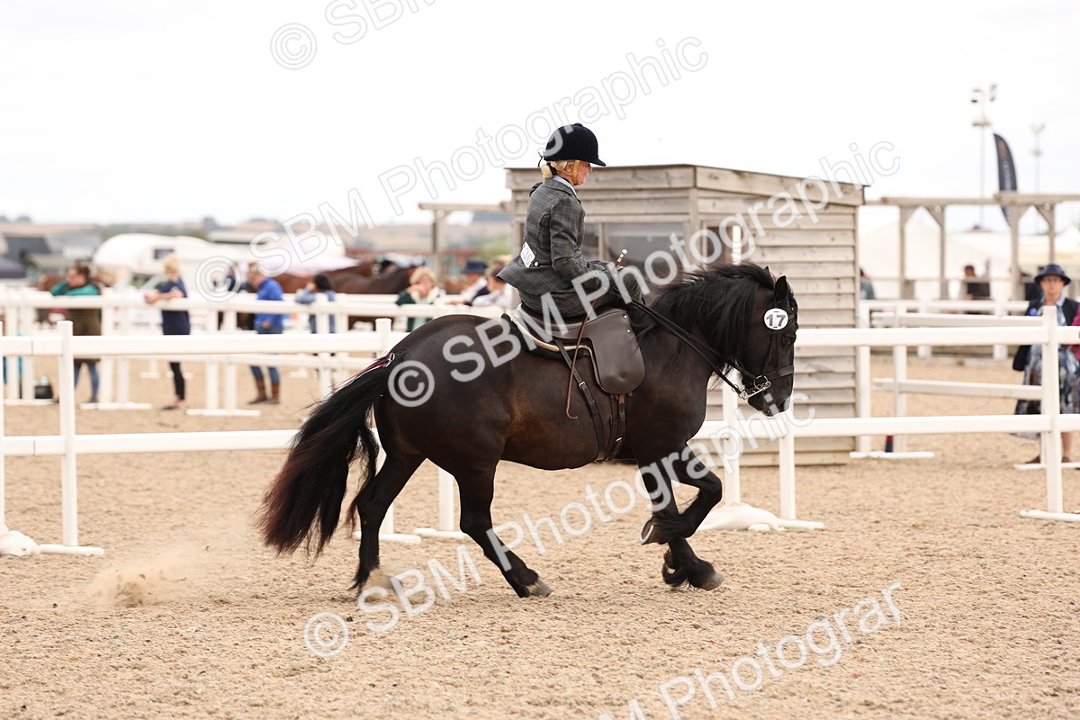 SBM_16430 - Class 211 - Best Side Saddle Horse - Pony