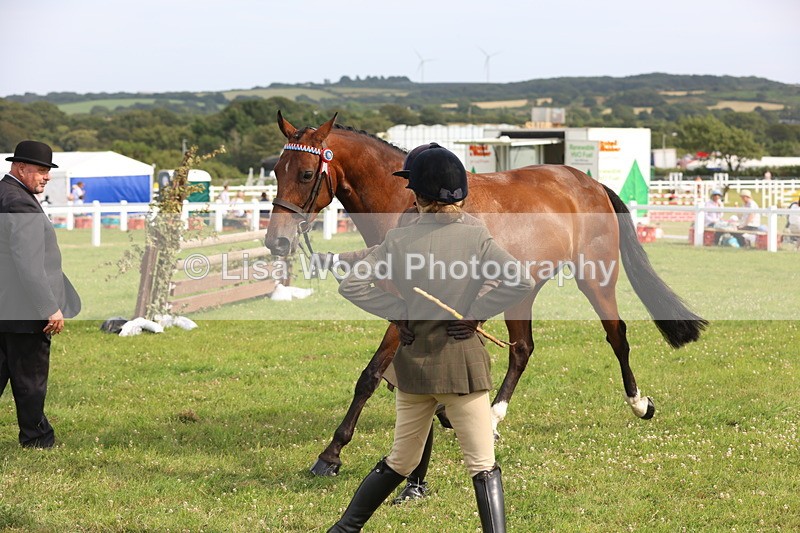 JPP_4319 - Class 25: Working Show Horse