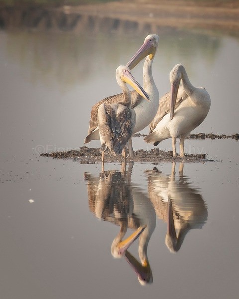 India-261B - Wildlife of India
