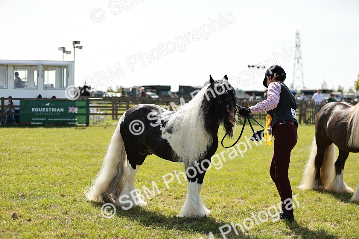 SBM_08914 - Class 63-65 - Traditional Gypsy Cobs In Hand & Ridden