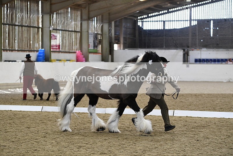 WJ5_5034 - Class 7 In hand coloured / odd coloured