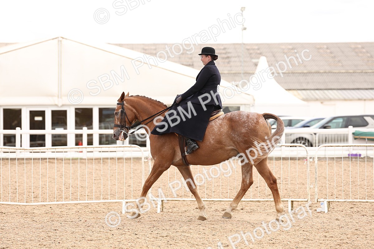 SBM_16414 - Class 211 - Best Side Saddle Horse - Pony