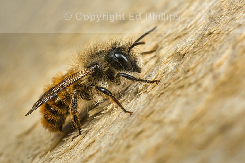 Osmia bicornis (m)
